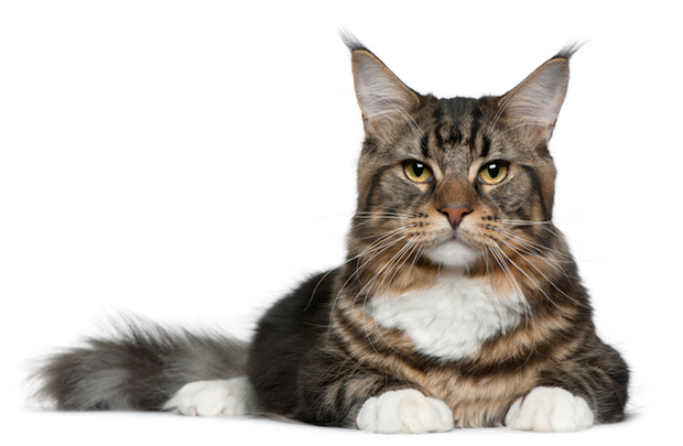 Maine Coon cat, 9 months old, lying in front of white background