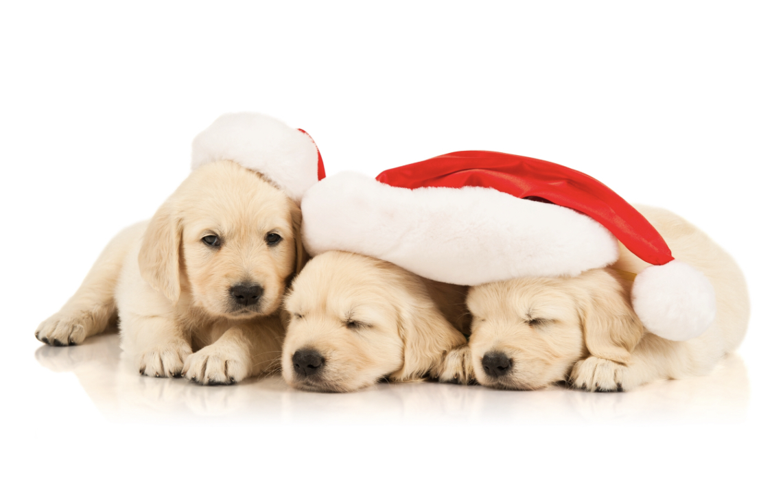 Adorable Holiday Puppies