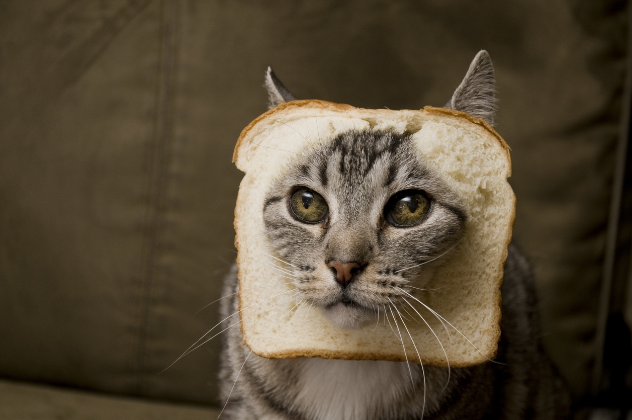 cat in bread