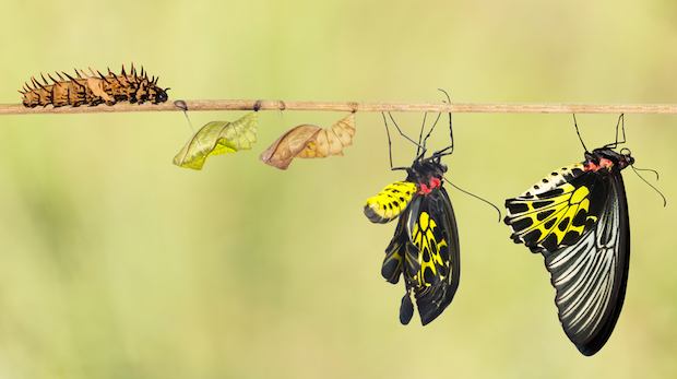 Life cycle of common birdwing butterfly from caterpillar