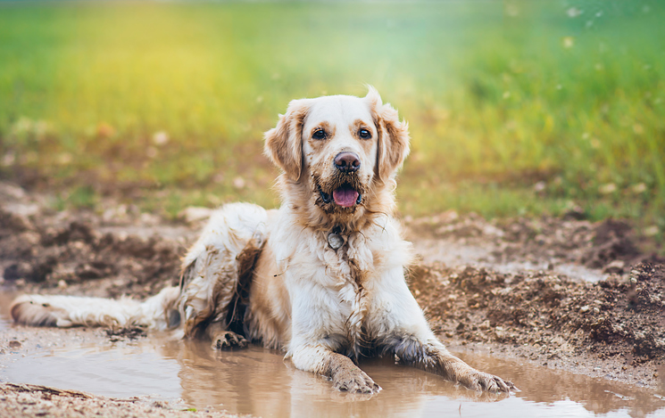 Dog Muddy and Happy