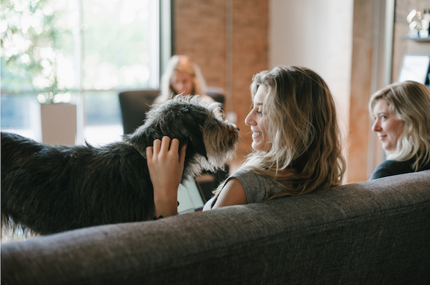 dogs in the office