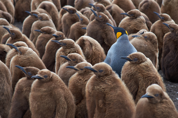 penguins