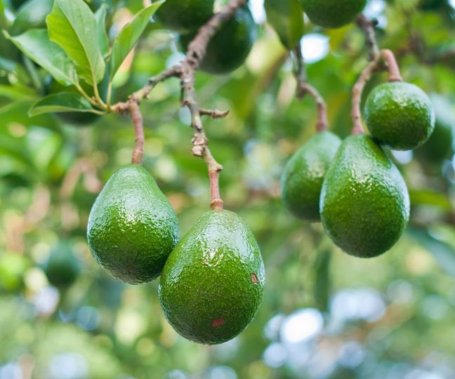 hanging-avocados