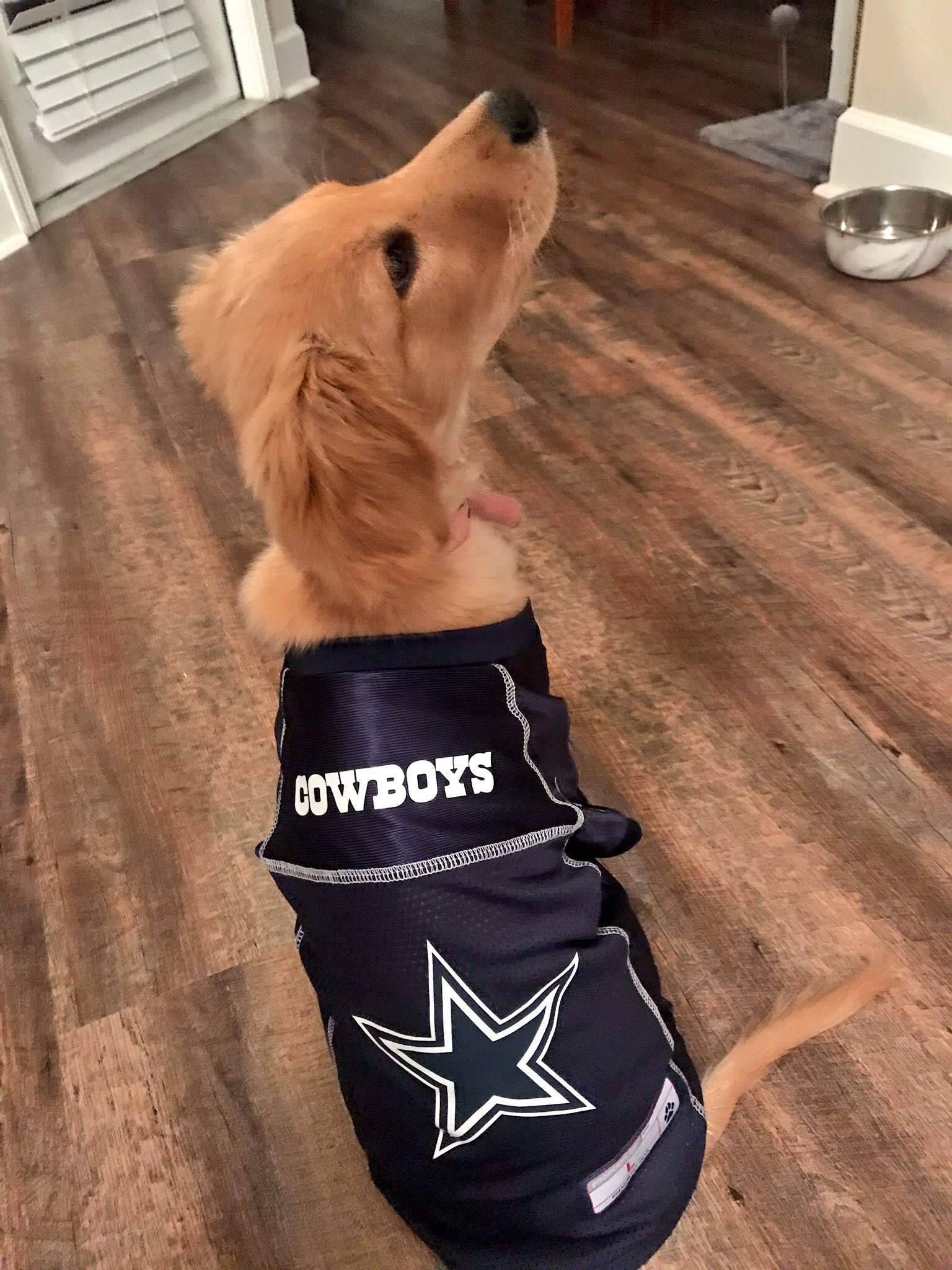 Dog Wearing a Dallas Cowboys Jersey