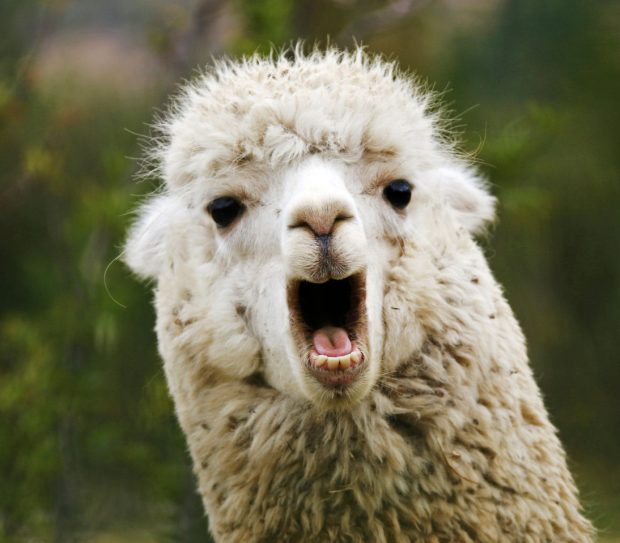 llama