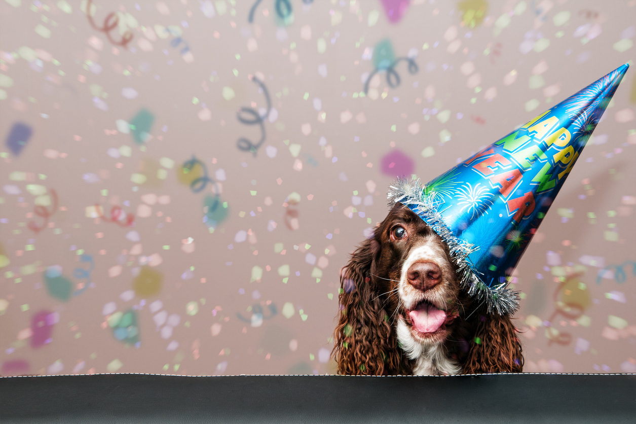happy dog wearing a new year party hat with confetti falling