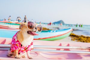 dog on the beach