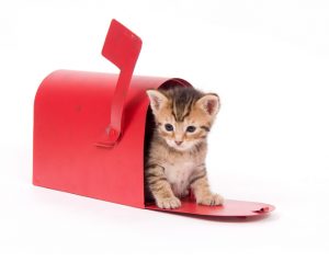 cat in mailbox