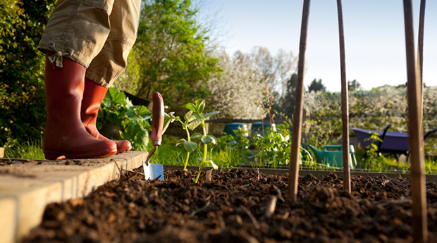 Gardener Planting in Vegetable Garden