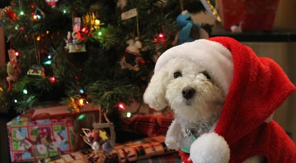Cute Dog by Xmas Tree
