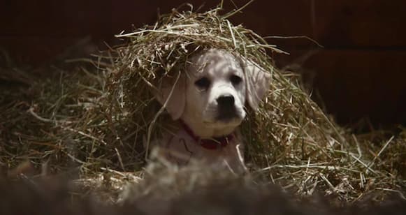 Broad Appeal Content-puppy