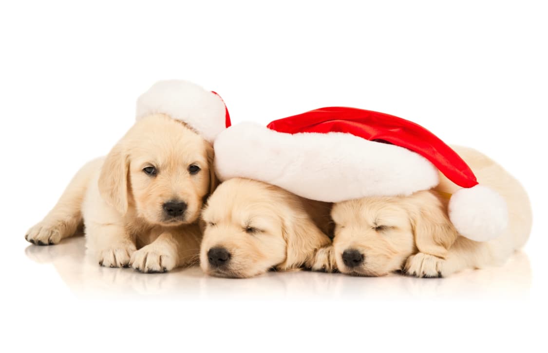 Adorable Holiday Puppies