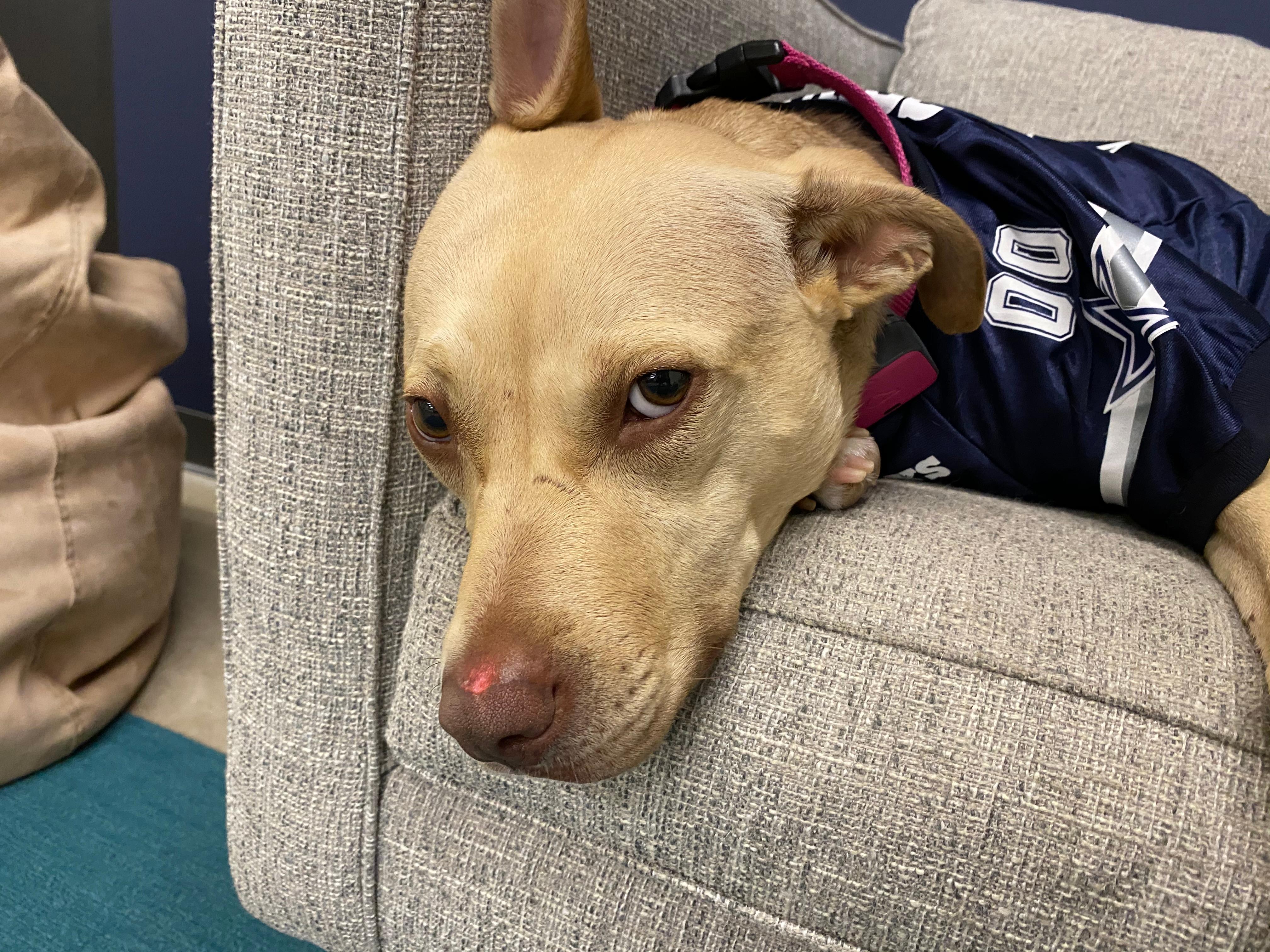 Dog in Cowboys Jersey Looking Sad