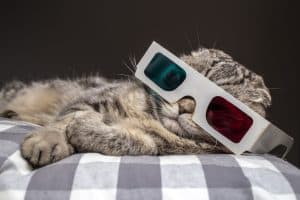 funny scottish fold cat watching a movie on television in 3D glasses lying on a pillow on the sofa