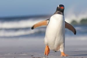 Gentoo Penguin walking on the Beach. Bertha's Beach. Falkland Islands.